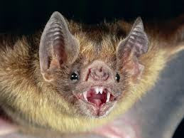 product1 bat