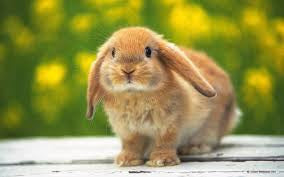 rabit
